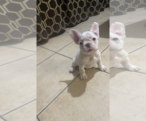French Bulldog Puppy for sale in ELK GROVE, CA, USA