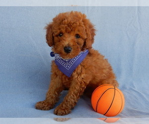 Goldendoodle (Miniature) Puppy for sale in MILLERSBURG, OH, USA