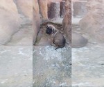 Small #51 Mastiff