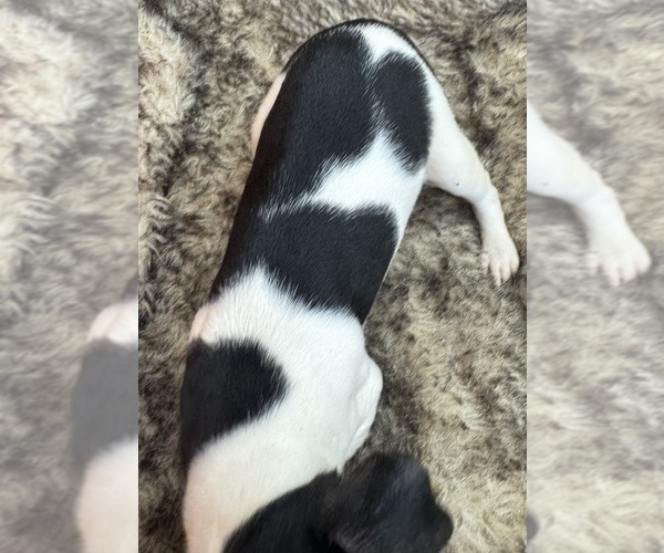 Medium Photo #7 Rat Terrier Puppy For Sale in WHITAKERS, NC, USA