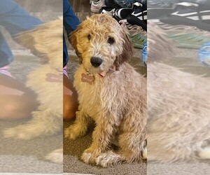 Goldendoodle Puppy for sale in BELLEVILLE, MI, USA