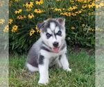 Small Photo #2 Siberian Husky Puppy For Sale in SINKING SPRING, PA, USA