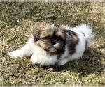 Small #3 Shih Tzu