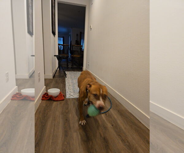 Medium Photo #3 American Staffordshire Terrier-Unknown Mix Puppy For Sale in Chandler, AZ, USA