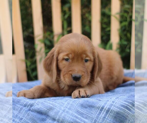 Medium Photo #3 Golden Irish Puppy For Sale in BLAIN, PA, USA