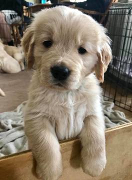 Medium Photo #1 Golden Retriever Puppy For Sale in LIVONIA, MI, USA