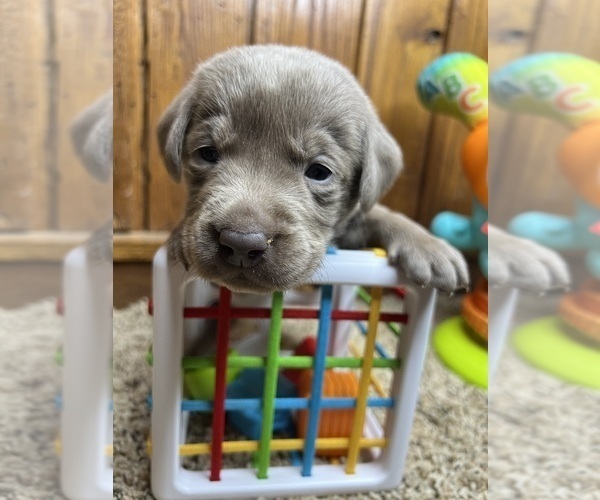 Medium Photo #3 Labrador Retriever Puppy For Sale in NEOLA, WV, USA