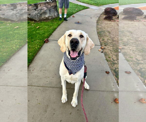 Medium Photo #2 Labrador Retriever-Unknown Mix Puppy For Sale in San Diego, CA, USA
