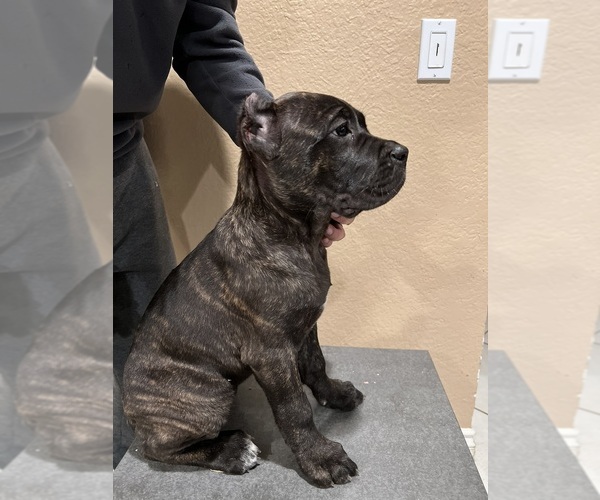 Medium Photo #20 Cane Corso Puppy For Sale in CORONA, CA, USA