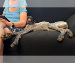 Small #3 German Shorthaired Pointer