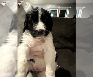 Medium Saint Bernewfie