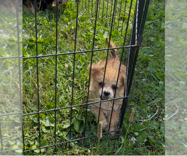 Medium Photo #6 Yo-Chon Puppy For Sale in MOUNT PLEASANT, MI, USA
