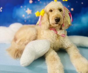 Mother of the Doodle-Goldendoodle Mix puppies born on 08/13/2025