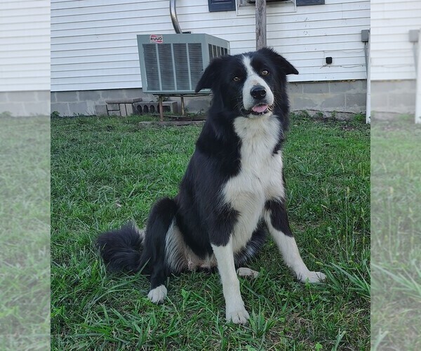 Medium Photo #1 Border Collie Puppy For Sale in NORBORNE, MO, USA