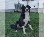 Small Photo #1 Border Collie Puppy For Sale in NORBORNE, MO, USA