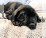Small Photo #4 Cane Corso Puppy For Sale in SEATTLE, WA, USA