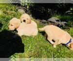 Small Photo #3 Golden Retriever Puppy For Sale in ARCHBALD, PA, USA