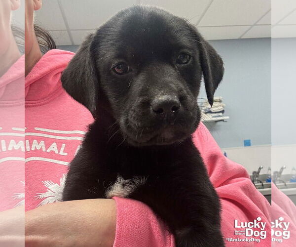 Medium Photo #1 Labrador Retriever-Unknown Mix Puppy For Sale in Washington, DC, USA