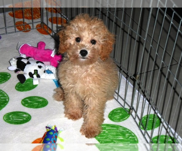 Medium Photo #1 Poodle (Toy) Puppy For Sale in ORO VALLEY, AZ, USA