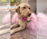 Small #5 Labrador Retriever