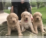 Small Photo #10 Labradoodle Puppy For Sale in JARRELL, TX, USA