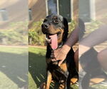Small #6 Rottweiler