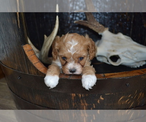Cavapoo Litter for sale in GREENWOOD, WI, USA