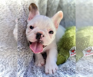 French Bulldog Puppy for sale in COLORADO SPRINGS, CO, USA