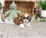 Small #21 Shih Tzu