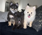 Image preview for Ad Listing. Nickname: Litter of 3