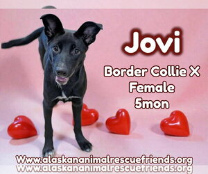 German Shepherd Dog-Unknown Mix Dogs for adoption in Anchorage, AK, USA
