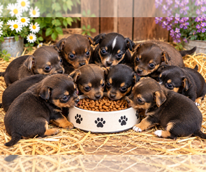 Chihuahua Puppy for sale in CLARE, MI, USA
