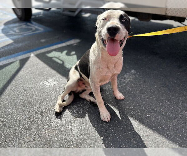 Medium Photo #1 American Pit Bull Terrier Puppy For Sale in HESPERIA, CA, USA