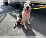 Small American Pit Bull Terrier