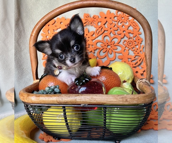 Medium Photo #4 Chihuahua Puppy For Sale in NEWVILLE, PA, USA