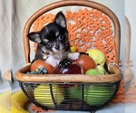 Small #3 Chihuahua