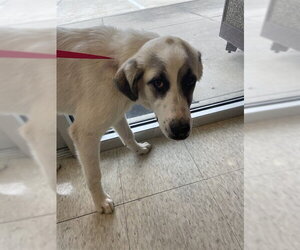 Great Pyrenees-Unknown Mix Dogs for adoption in Plano, TX, USA