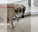 Small Great Pyrenees Mix