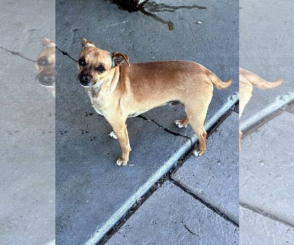 Medium Photo #3 Chiweenie Puppy For Sale in La Verne, CA, USA