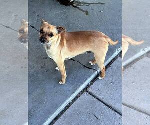 Gus - Male Chiweenie Dog for Adoption - Photo #3