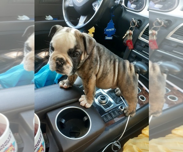 Medium Photo #1 English Bulldog Puppy For Sale in BAY POINT, CA, USA