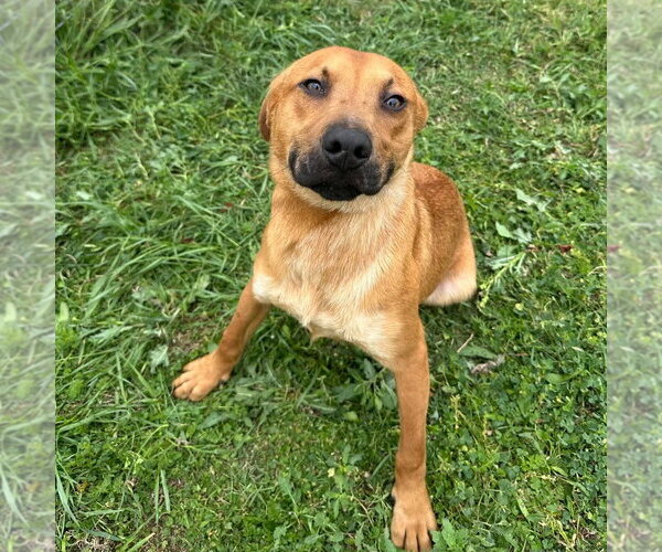 Medium Photo #2 Mutt Puppy For Sale in Canton, CT, USA