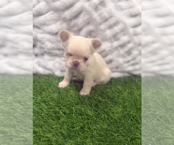 Medium Photo #1 French Bulldog Puppy For Sale in PORTSMOUTH, VA, USA