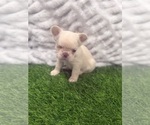 Puppy Winter French Bulldog