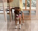 Small #4 Beagle Mix