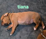 Puppy Puppy 1 Tiana Rhodesian Ridgeback