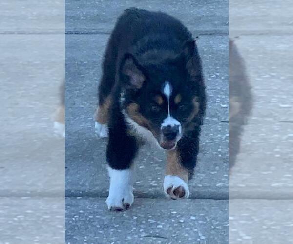 Medium Photo #6 Miniature Australian Shepherd Puppy For Sale in CLERMONT, FL, USA