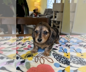 Dachshund Puppy for sale in BELDING, MI, USA