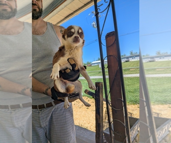 Medium Photo #1 Chihuahua Puppy For Sale in MARION, VA, USA