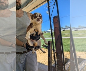 Chihuahua Dog for Adoption in MARION, Virginia USA